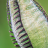 Vom Samenkorn zur Blüte