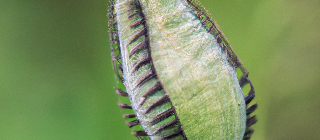 Vom Samenkorn zur Blüte: Die erstaunliche Reise im Kleingarten