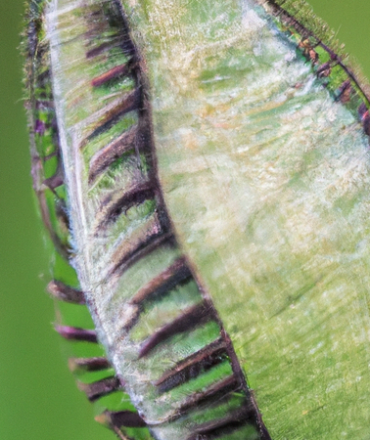 Vom Samenkorn zur Blüte